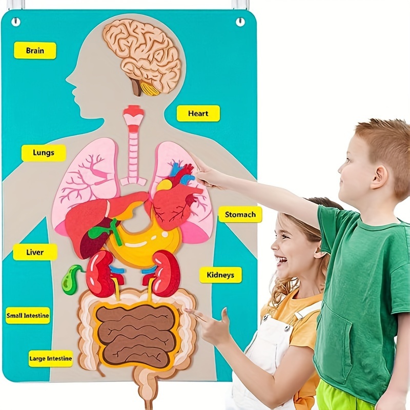 

Interactive Body Anatomy Learning Set: Colorful Felt Organs For Kids, Ages 3-12