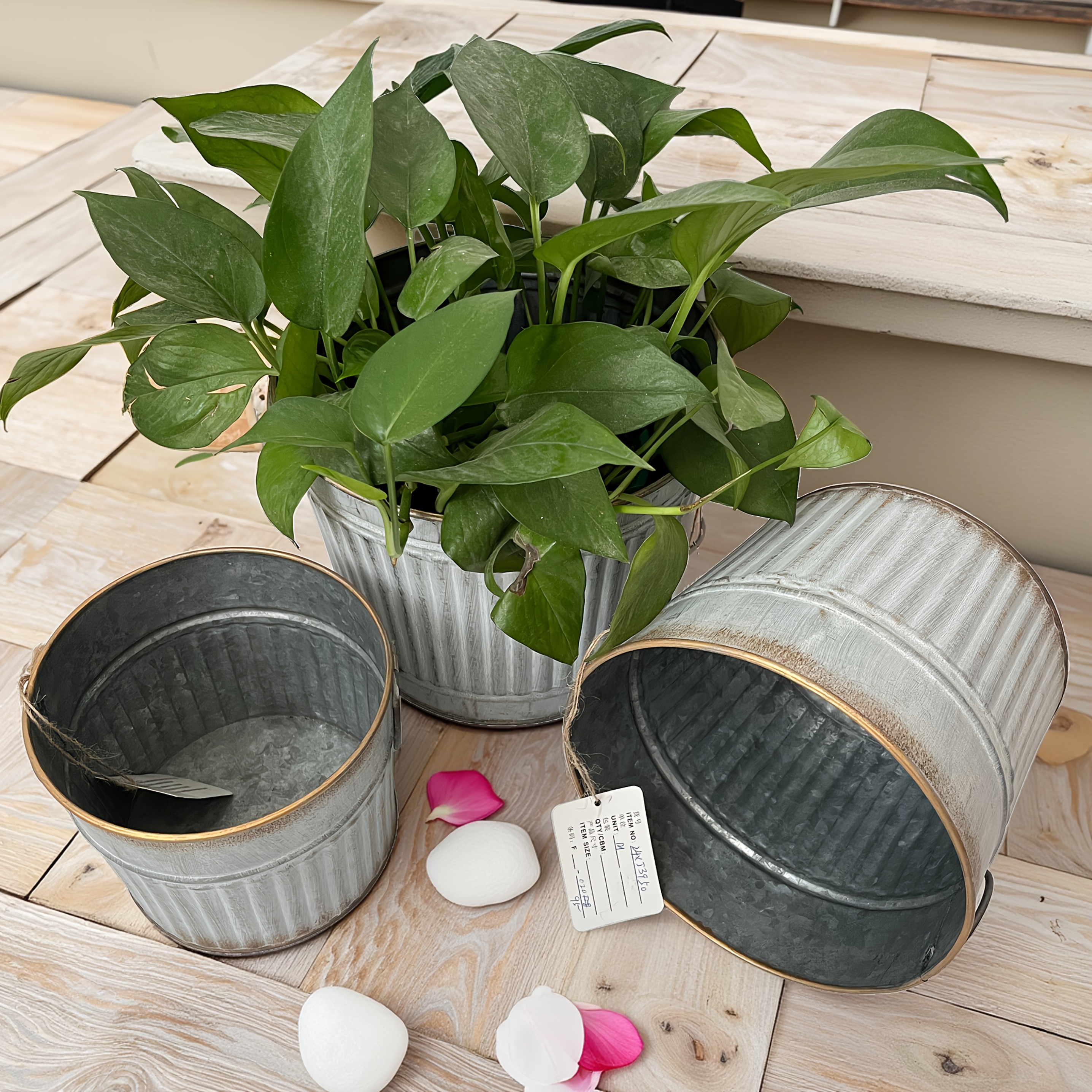 aglaonema australia Buy Aglaonema Chinese Evergreen 'Snow White' 12.5cm