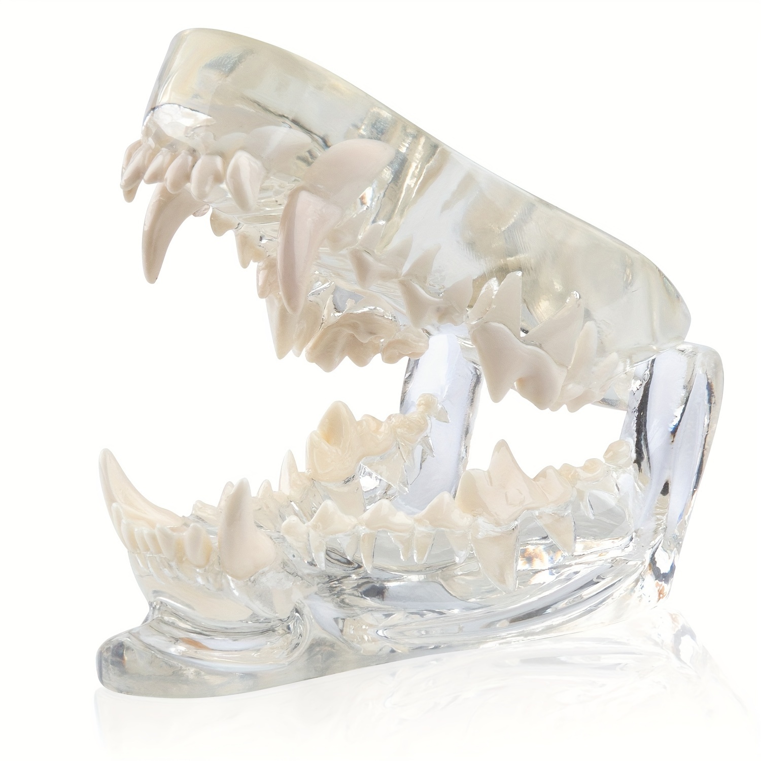 Canine Dental Model Clear Dog Teeth Model Tooth Jaw Anatomy - Temu