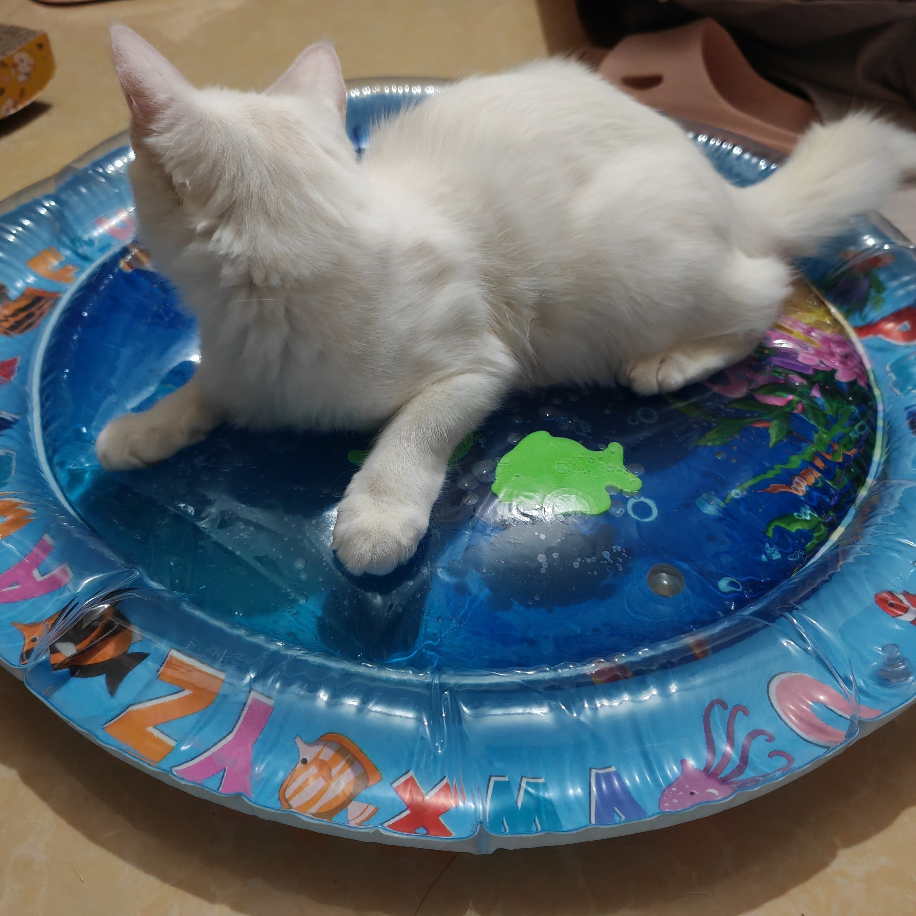 Circular 25.59 Inch High Quality Pet Cooling Pad, Suitable for Cats And Dogs - Funny Animal Patterns, Durable Plastic Surface, Comfortable All Year Round