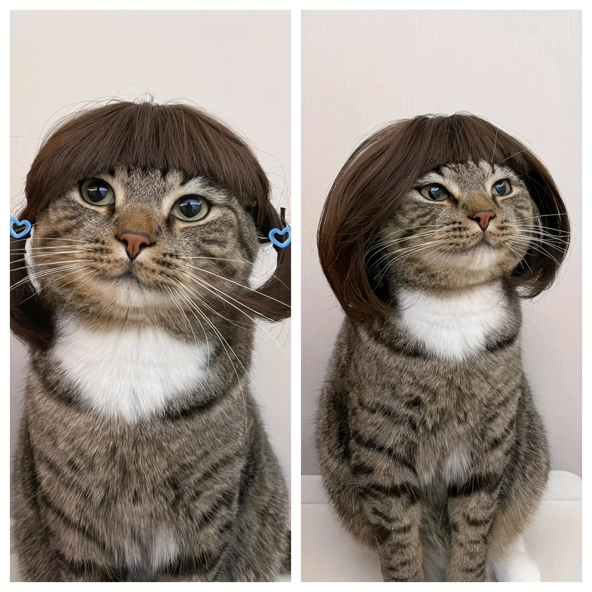Adorable Cat Wearing Wig A Cute Feline Fashion Statement