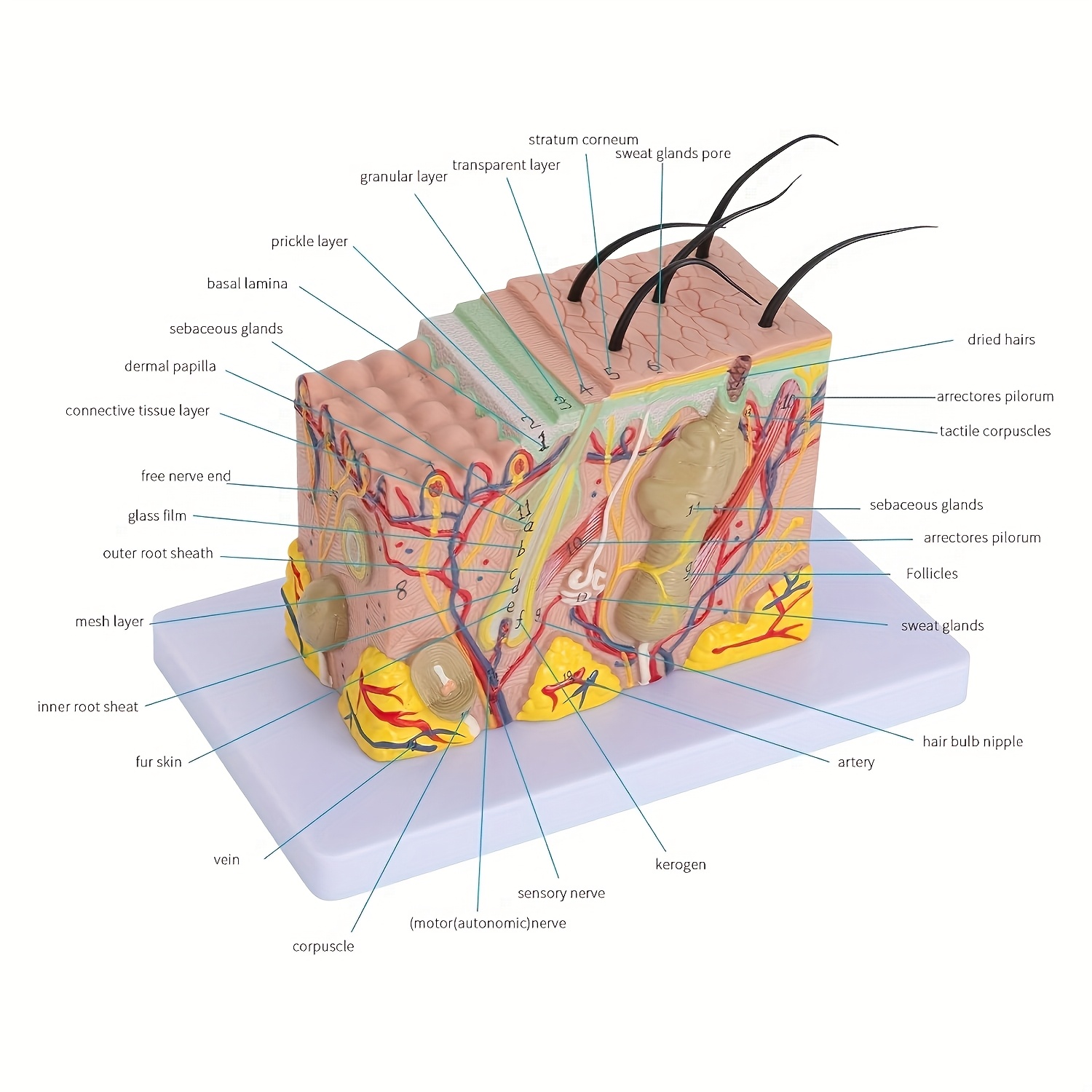 Human Skin Structure Model With Detachable Parts Anatomical Skin ...