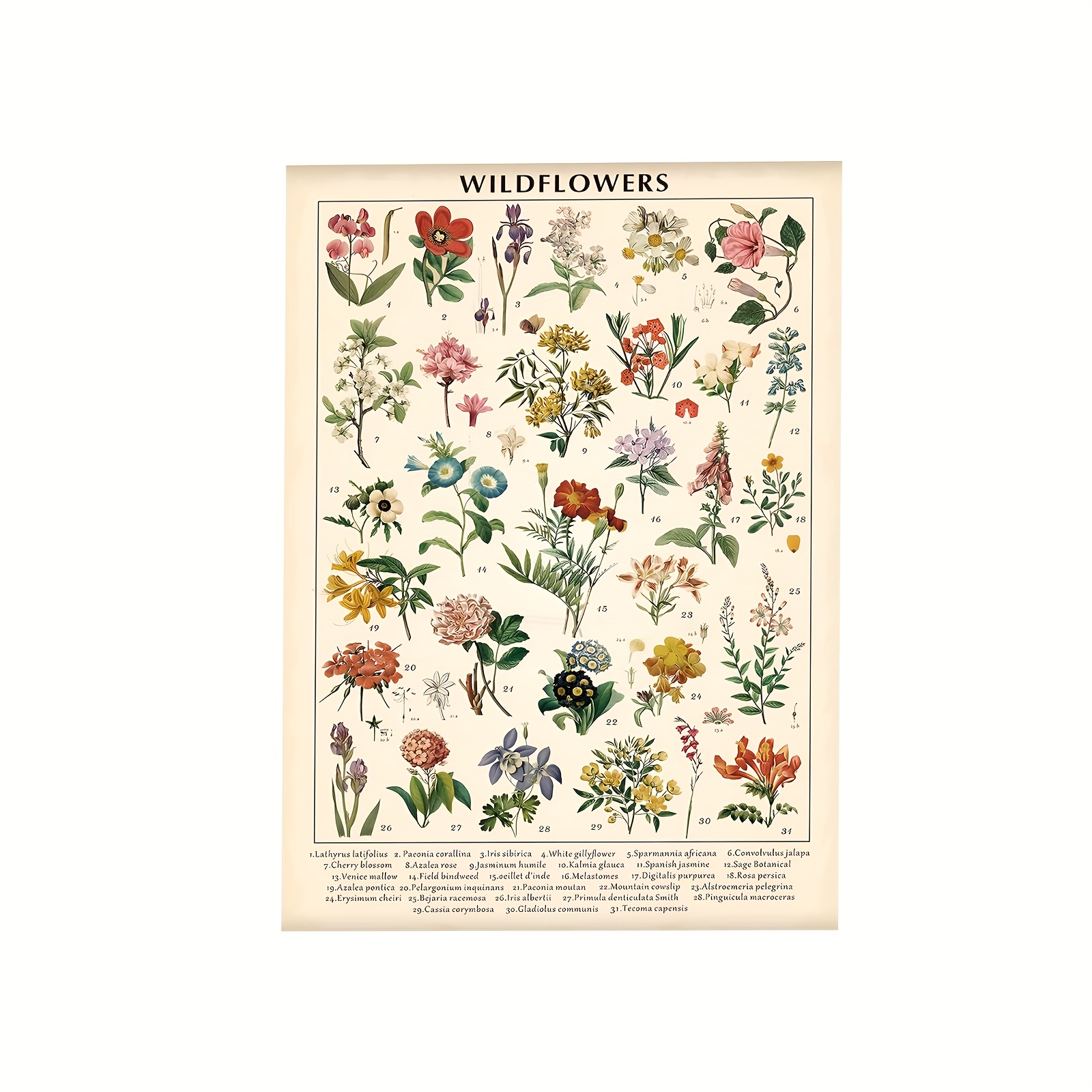 TEMU Vintage Wildflowers Botanical Poster - 12x18 Inch Frameless Canvas Wall Art With Detailed Floral Illustrations, Rustic Home Decor For Living