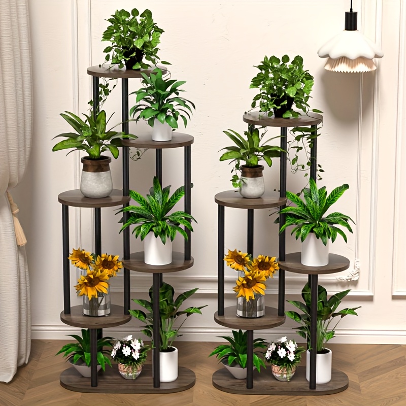 aralia plant indoors Aralia - Ming
