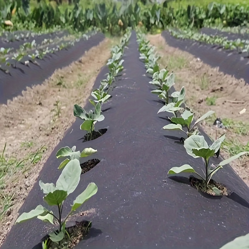 

effortless-growing" Easy-plant Black Mulch Film With Pre-punched Holes - Ideal For Control & Vegetable Gardening