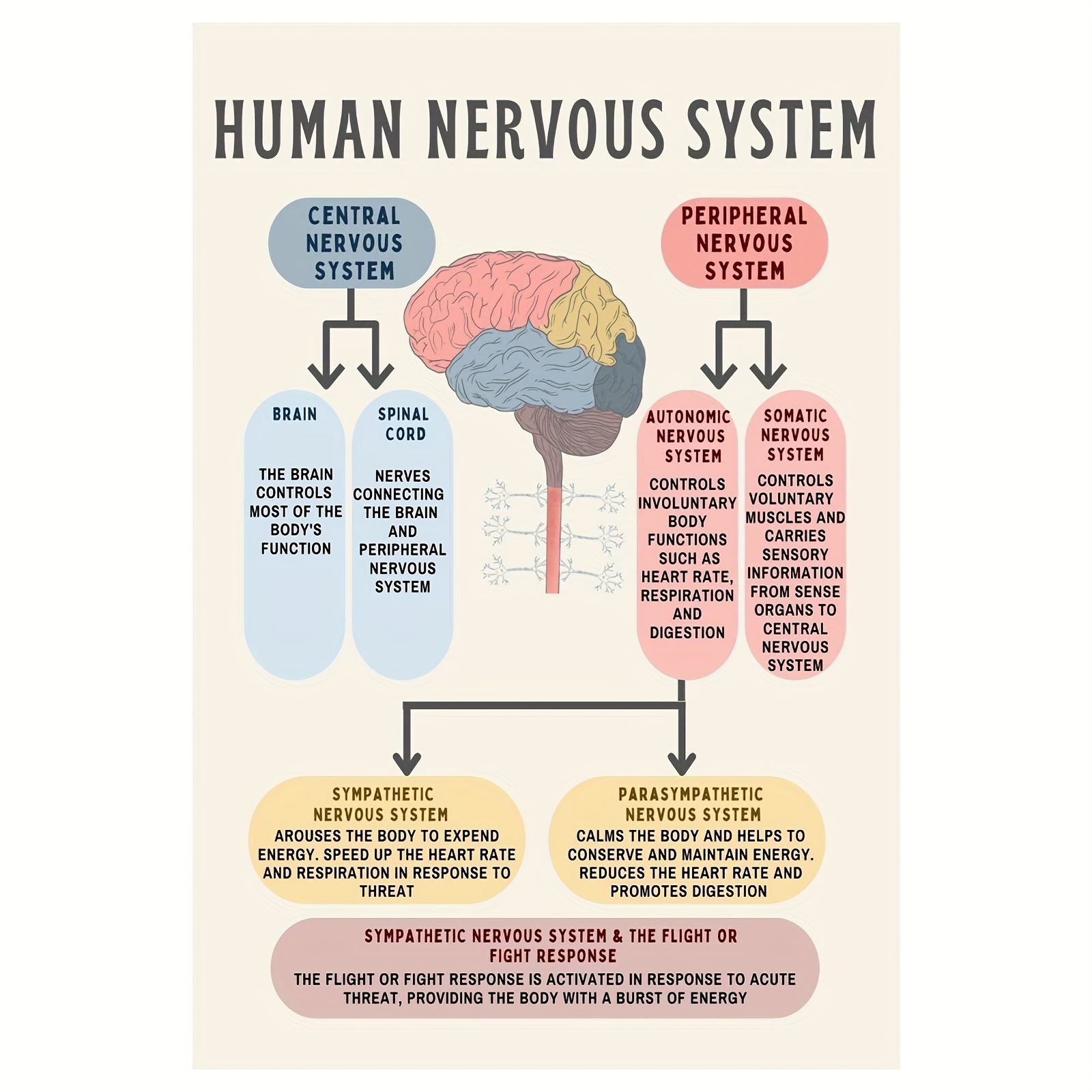TEMU 1pc Large Human Nervous System & Poster - Cbt Dbt Educational Tool, Chart For Psychologist Office, School Counselor Decor - Frameless On Canvas