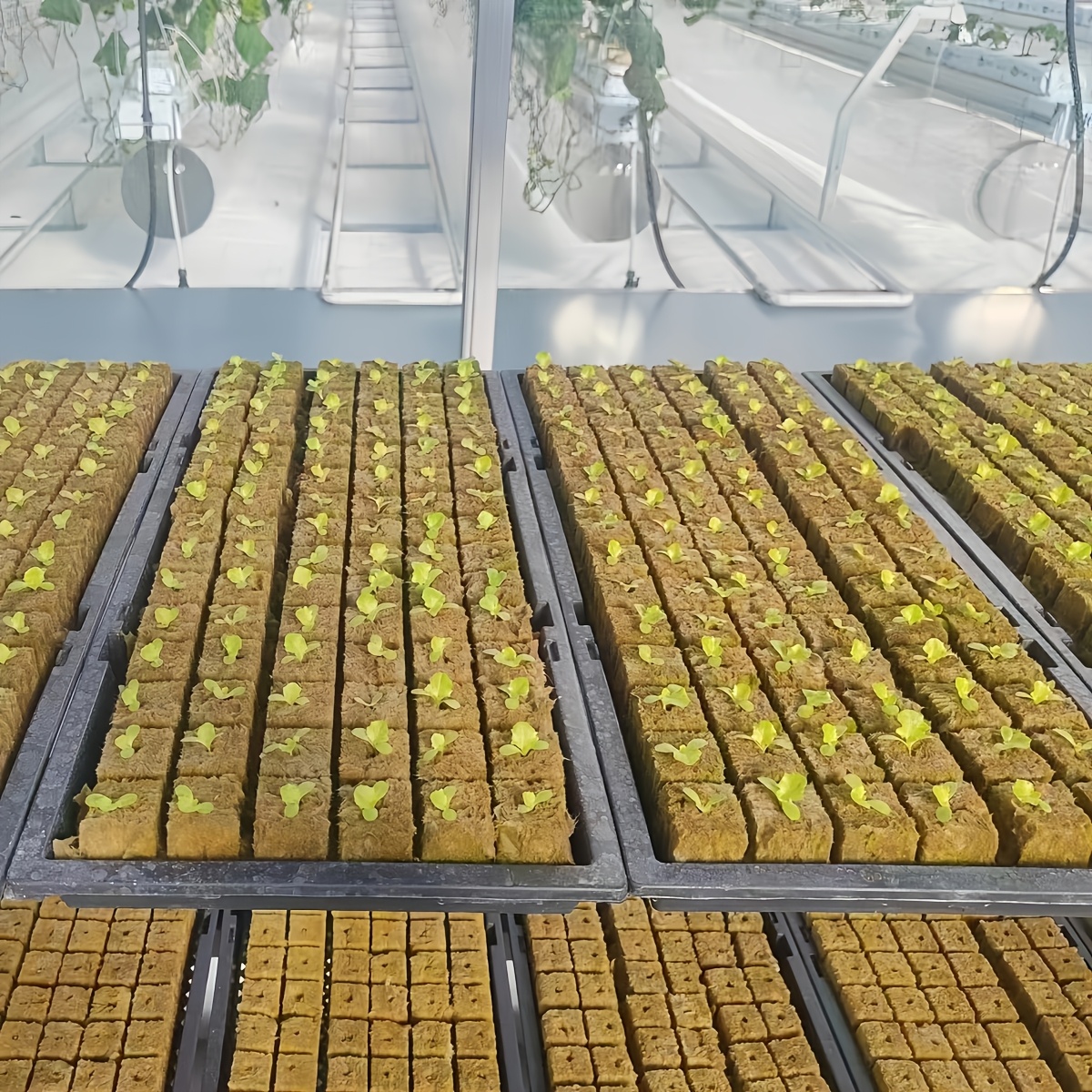 550 Holes, Rock Wool Starter Plug, Hydroponic Planting Cube, Planting Tool For Seed Germination, Convenient And Hygienic/soilless Cultivation, Suitable For Plant Growth