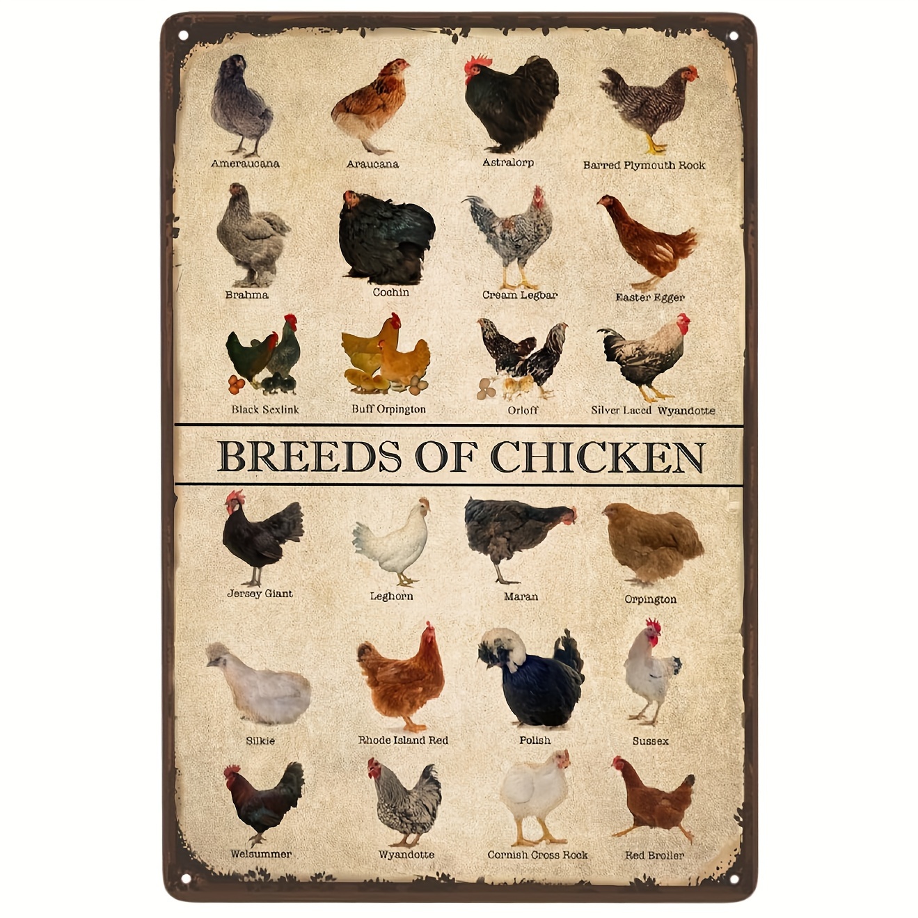 

1pc Vintage-style Metal Sign, Chicken Breeds Chart, Science Classroom Decor, Farmhouse Kitchen Decor, 8x12 Inches, English Language