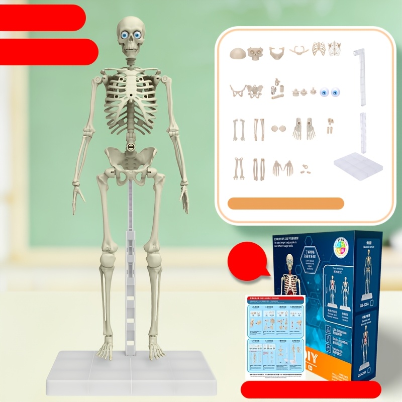 anatomy model sold on Temu Australia