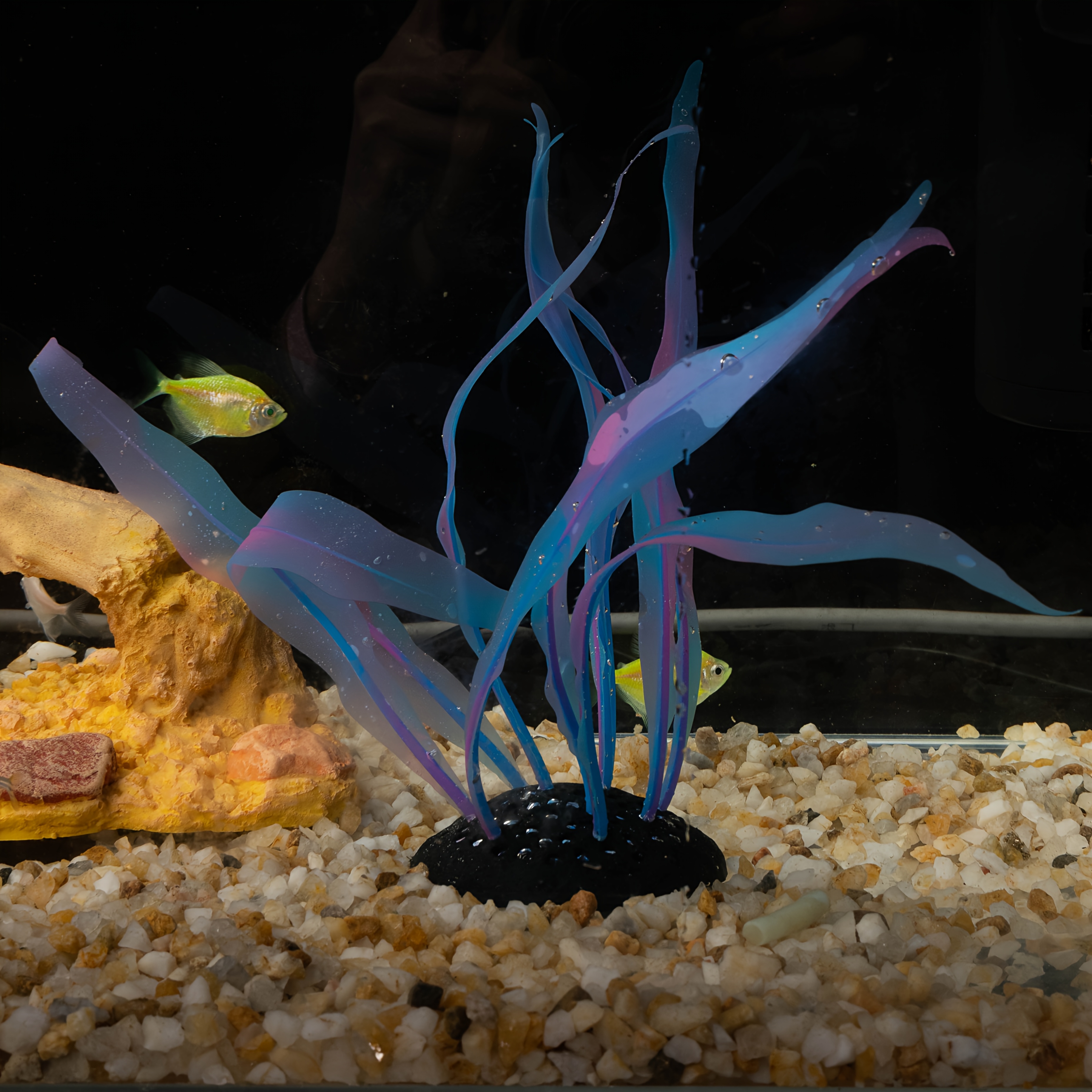 Artificial Seaweed For Aquariums That In The Water, Movement And A Aesthetic