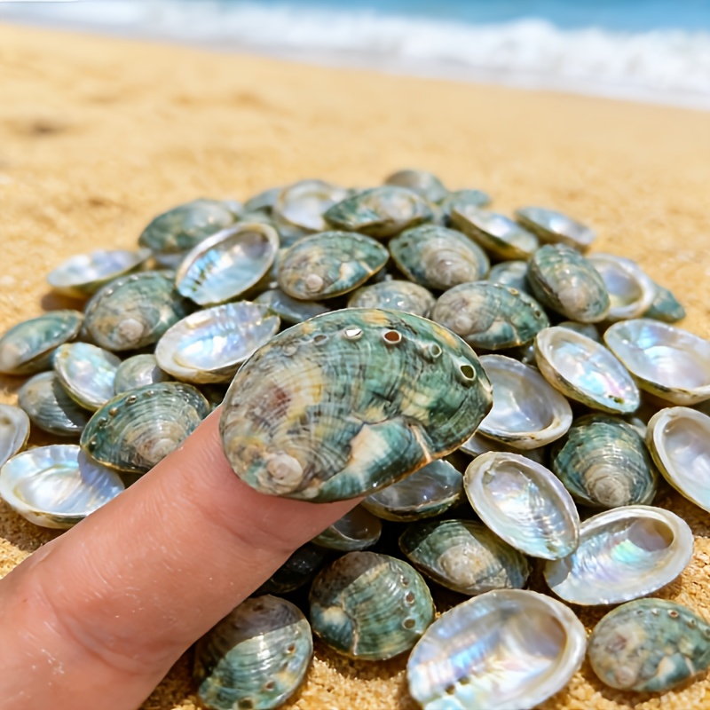 TEMU 20/35pcs Green Scallop Shells (size Range 0.78 To 1.57 Inches), Suitable For Summer Beach Weddings, Vase Fillers, Decorative Beads, Valentine's