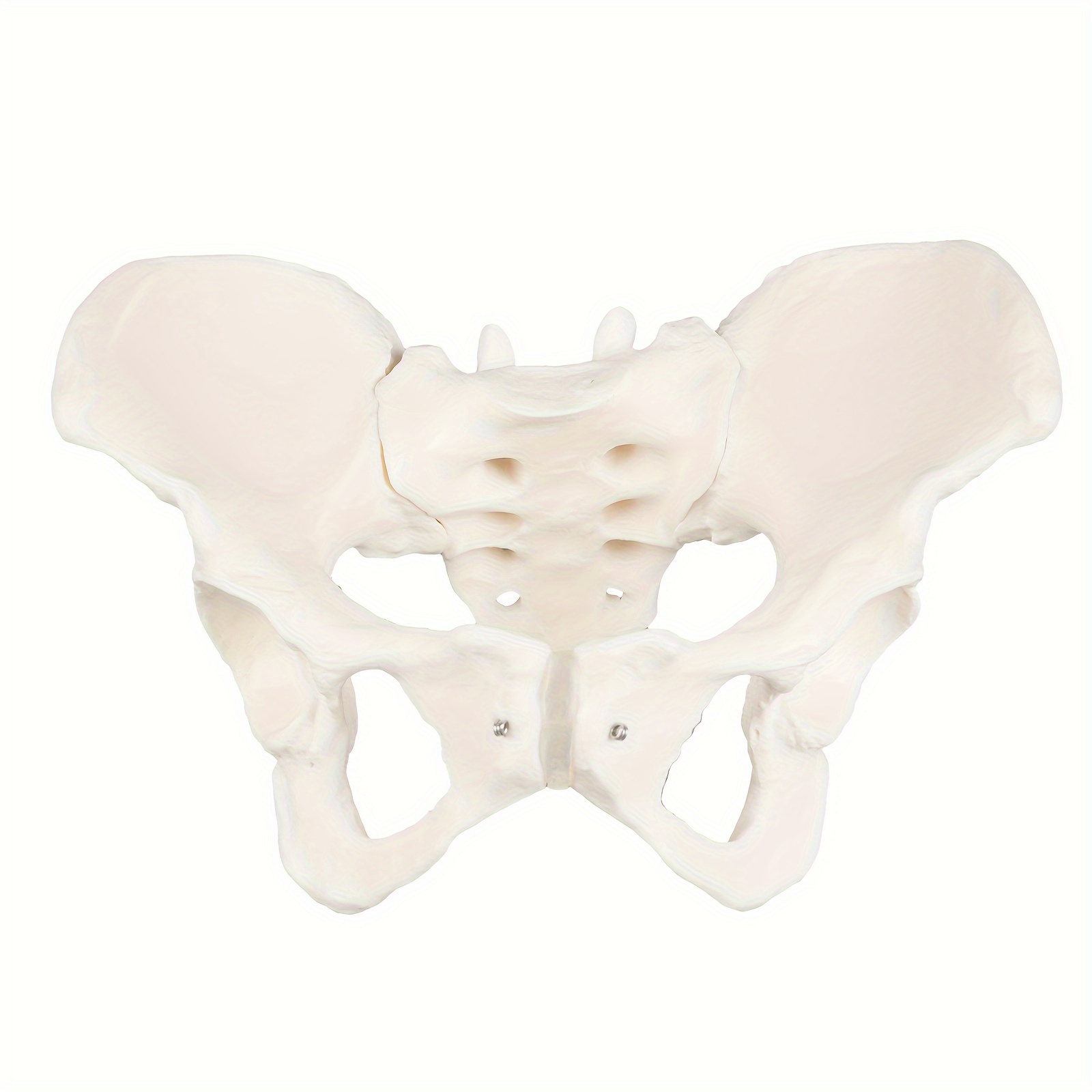 

Realistic 1:1 Human Pelvis Model For Scientific And Educational Displays - Pvc, Suitable For Patient And Medical Student Demonstrations, Non-movable