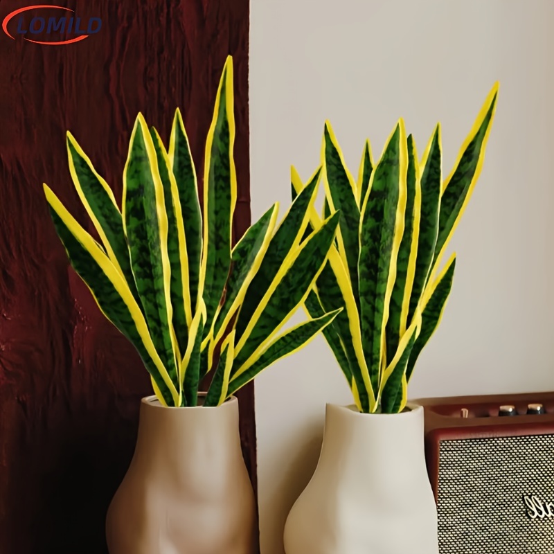 parlor palm plants Parlor Palm Neanthe Bella Palm