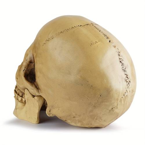 skull head ornament bar decor human skull model animal specimen halloween gift