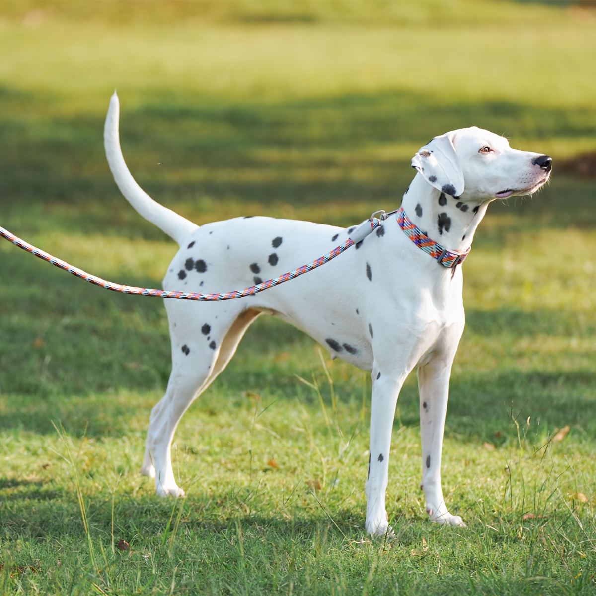 Anti-Escape Nylon Dog Leash with Night Reflective Rope