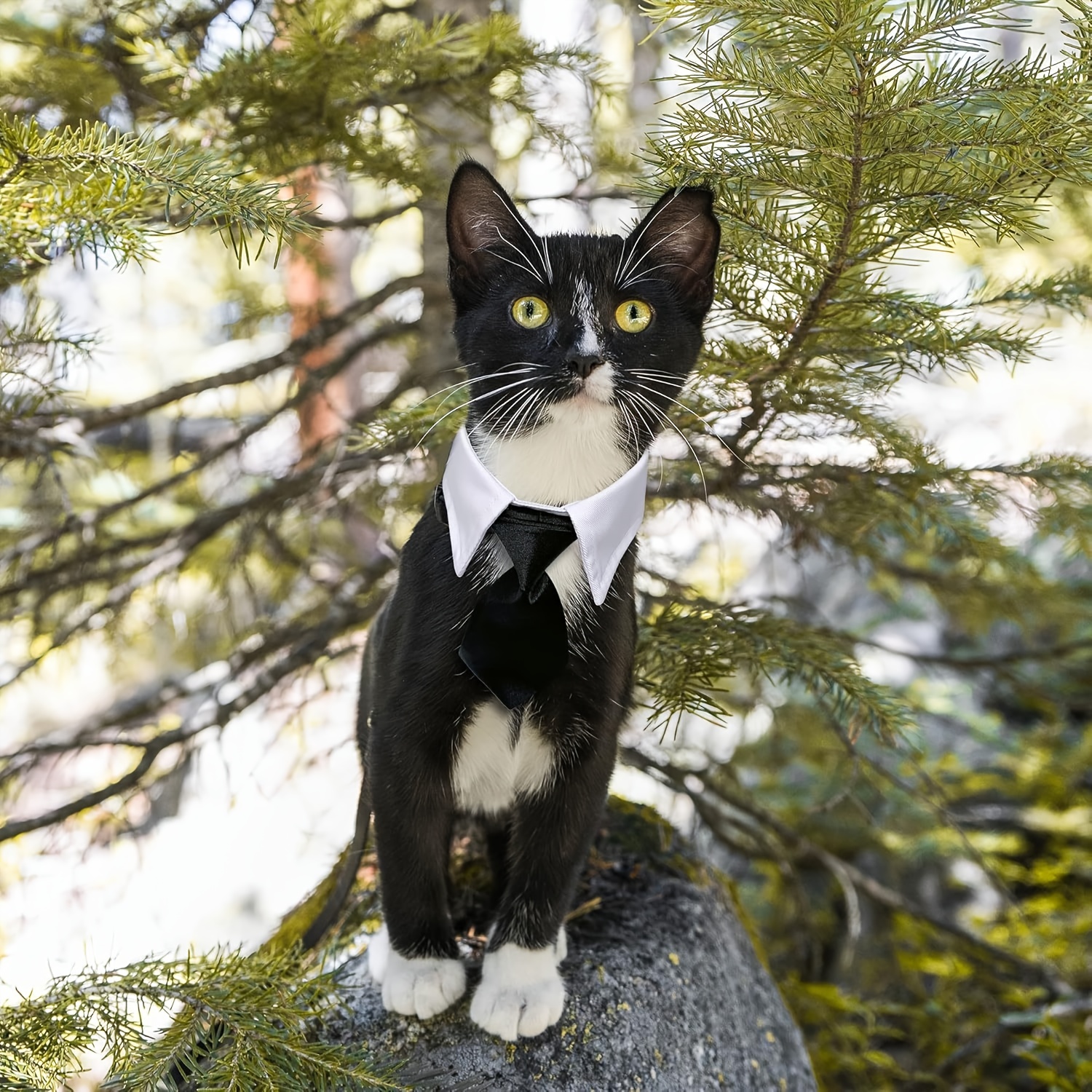     formal necktie bow tie black and white collar for   pet additions for wedding holiday and party gift Product details 2