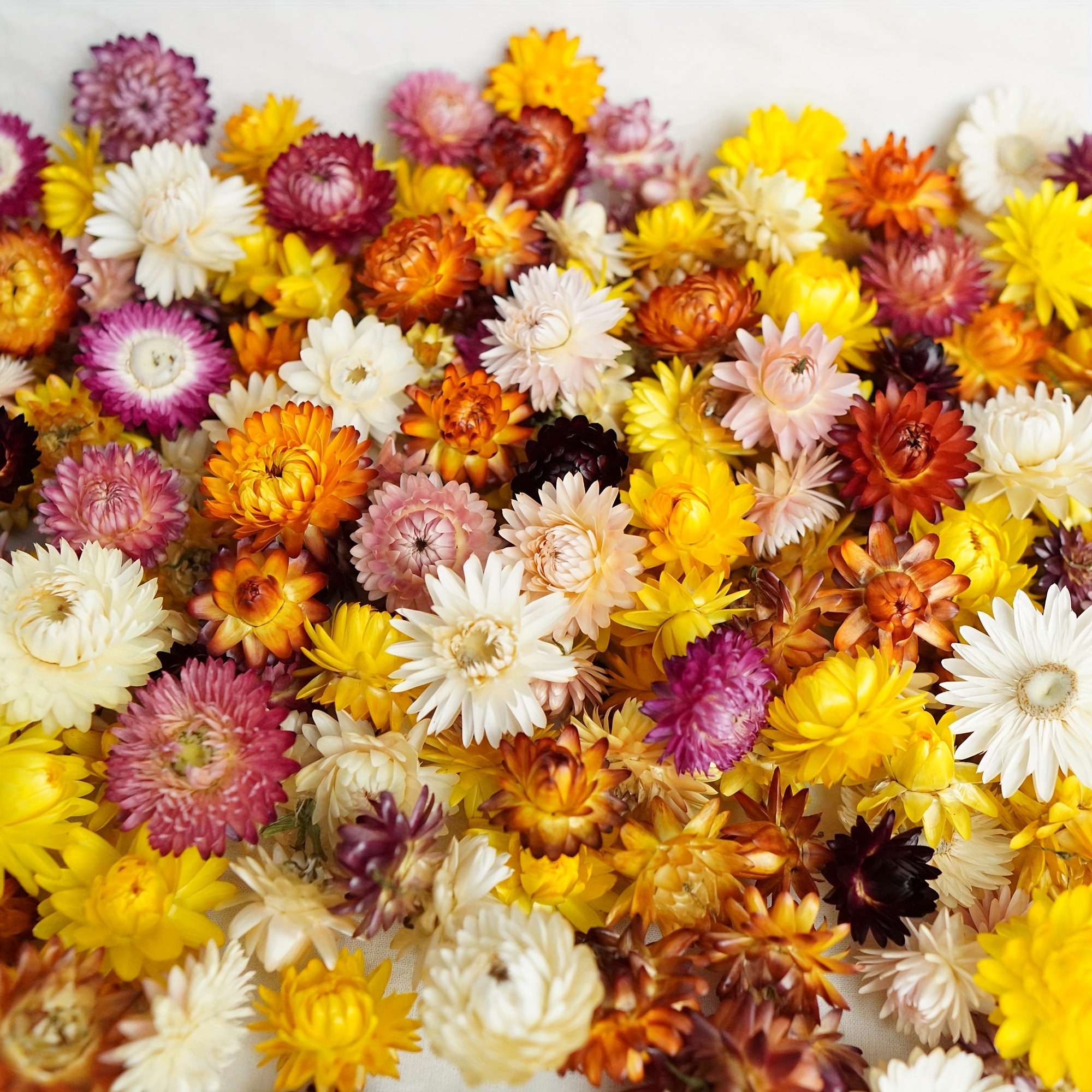 

50/100pcs Mix Dried Flower Daisy Bouquet Chrysanthemum Dry Flower For Vase Home Decor Party Diy Arrangement Wheat Straw Bulk, Home Decor, Scene Decor, Theme Party Decor