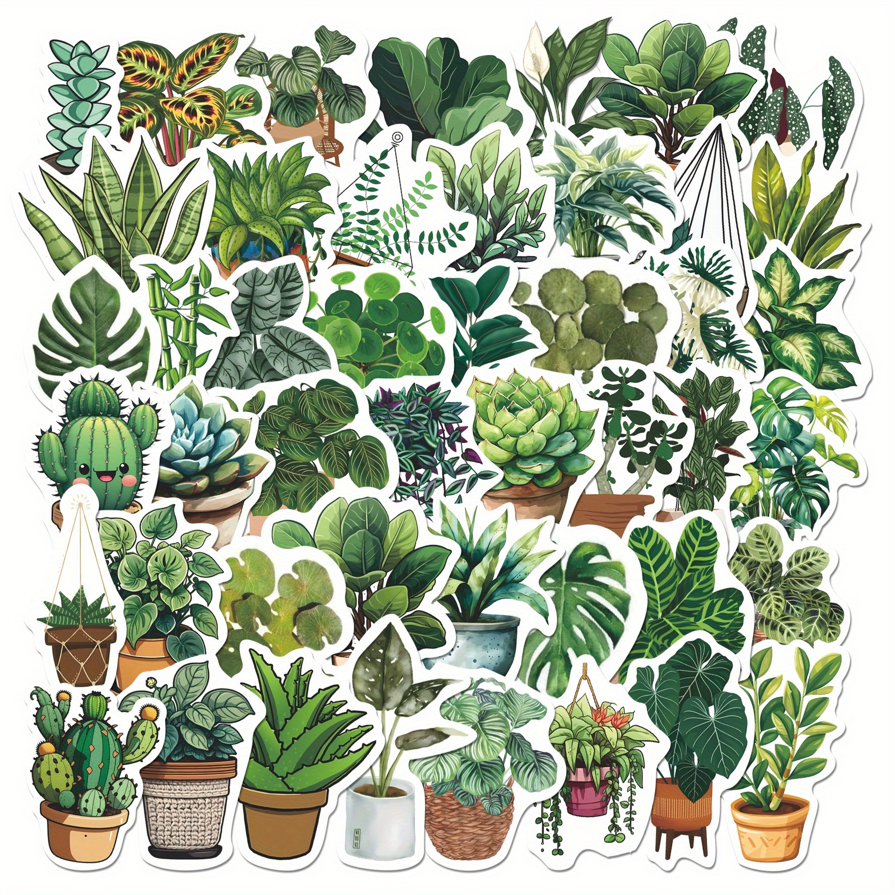 birthday card plant Floral Happy Birthday Succulent Gift Box  Classy Cactus Farm, LLC
