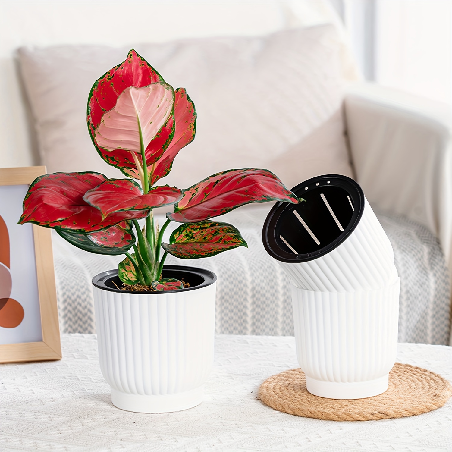 manjula pothos Pothos Manjula main image 0