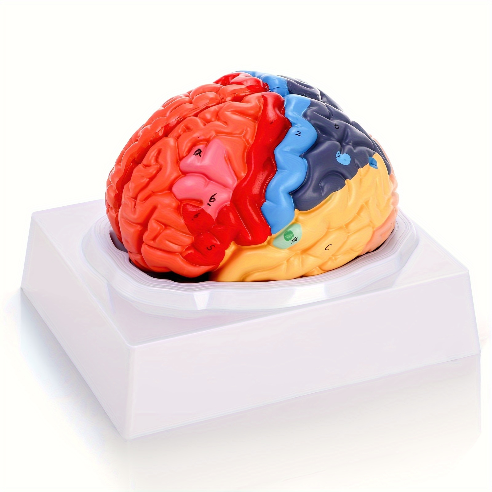 

1:1 Scale Human Brain Model, Plastic Anatomical Teaching Model With English Labels, Educational Display For Home, Office, And Classroom