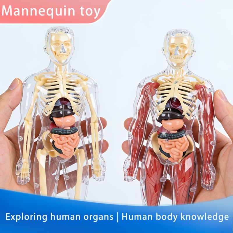 anatomy model sold on Temu Australia