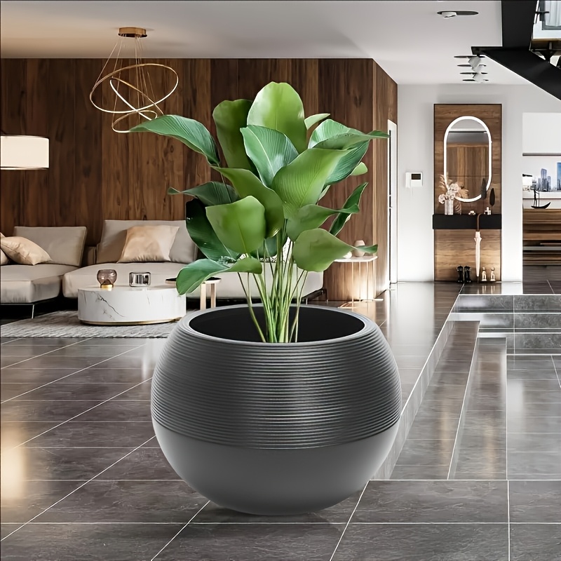 dracaena large Dracaena Marginata Cane