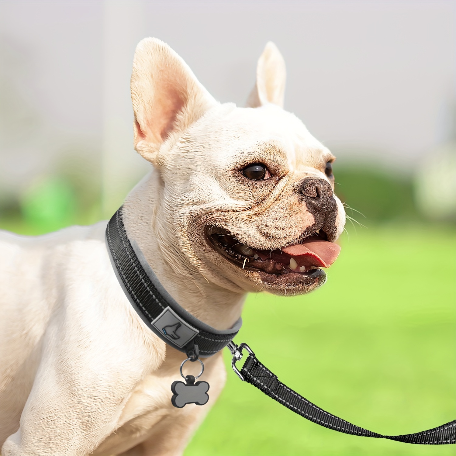 Reflektierendes Hundehalsband – Nylon Mit Neopren-Polster, Verstellbar 40–60 Cm | Für Kleine & Mittlere Hunde