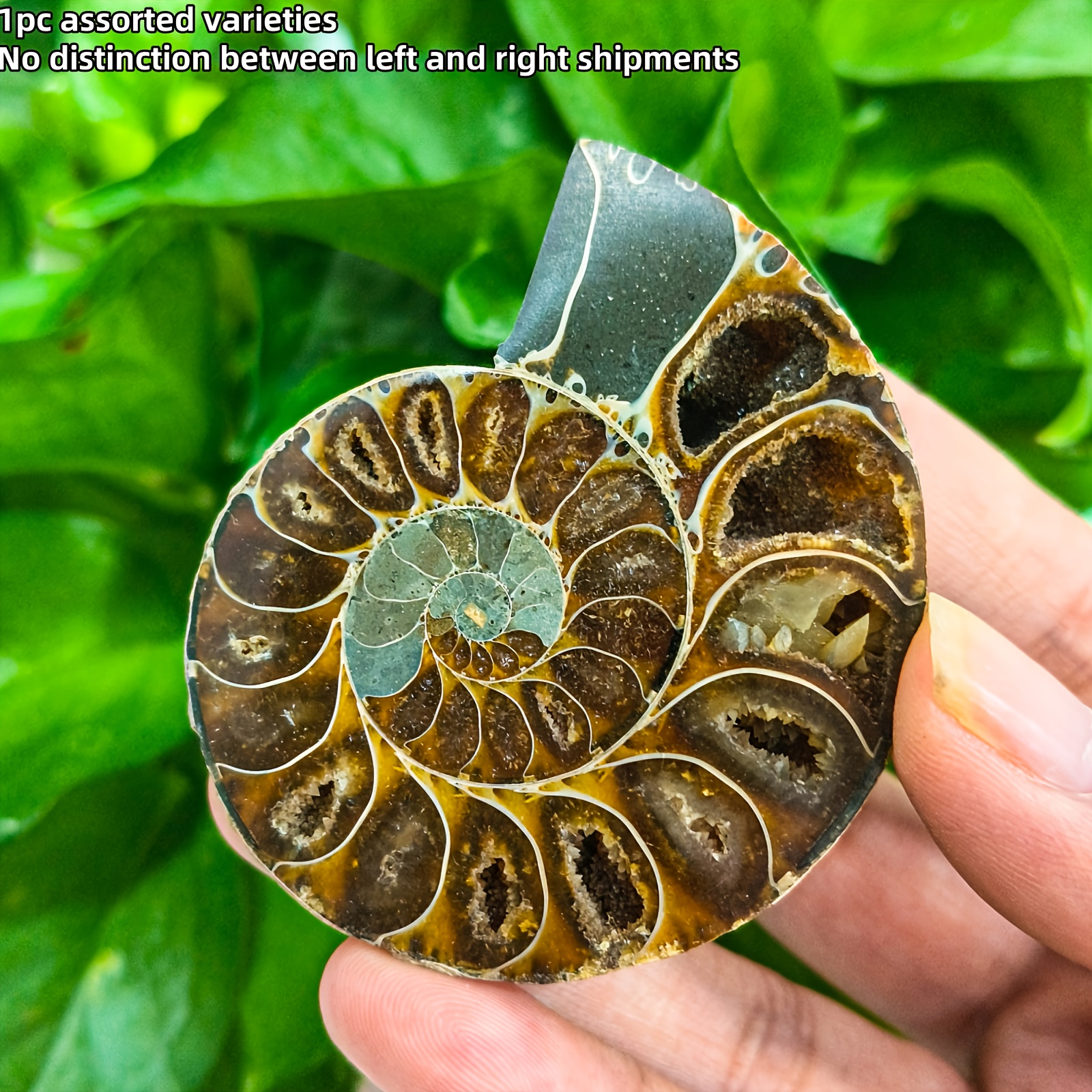TEMU 1pc High-quality Chrysanthemum Stone , Brown Spiral Texture, Artificial Snail , A Unique Gift For Nature Enthusiasts, Science Teacher , Ocean