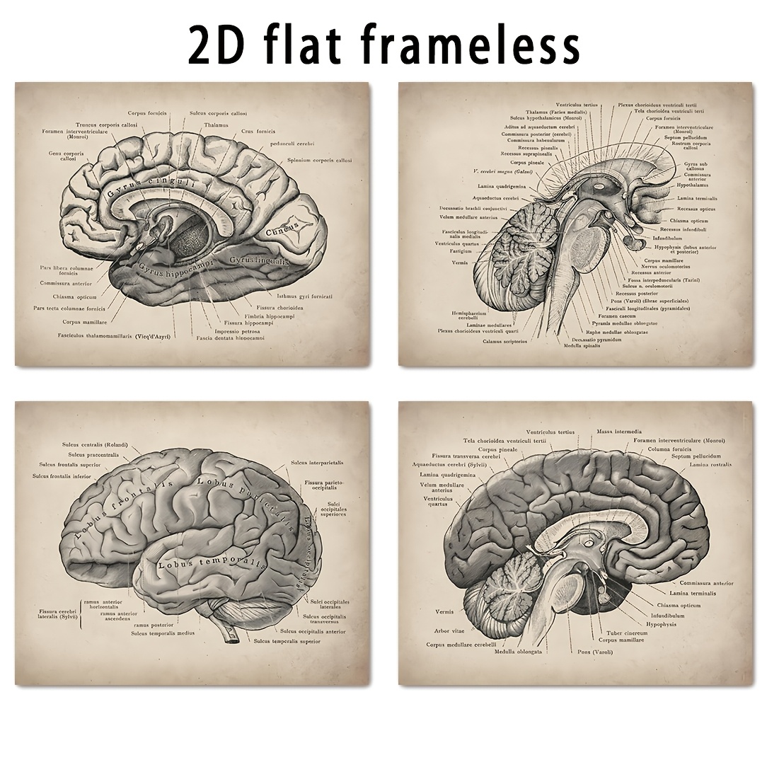 TEMU Un set poster che illustrano la struttura del , retr簷 dell'anatomia del , cornice senza cornice da 8x10 pollici, per neurologi e neuroscienziati