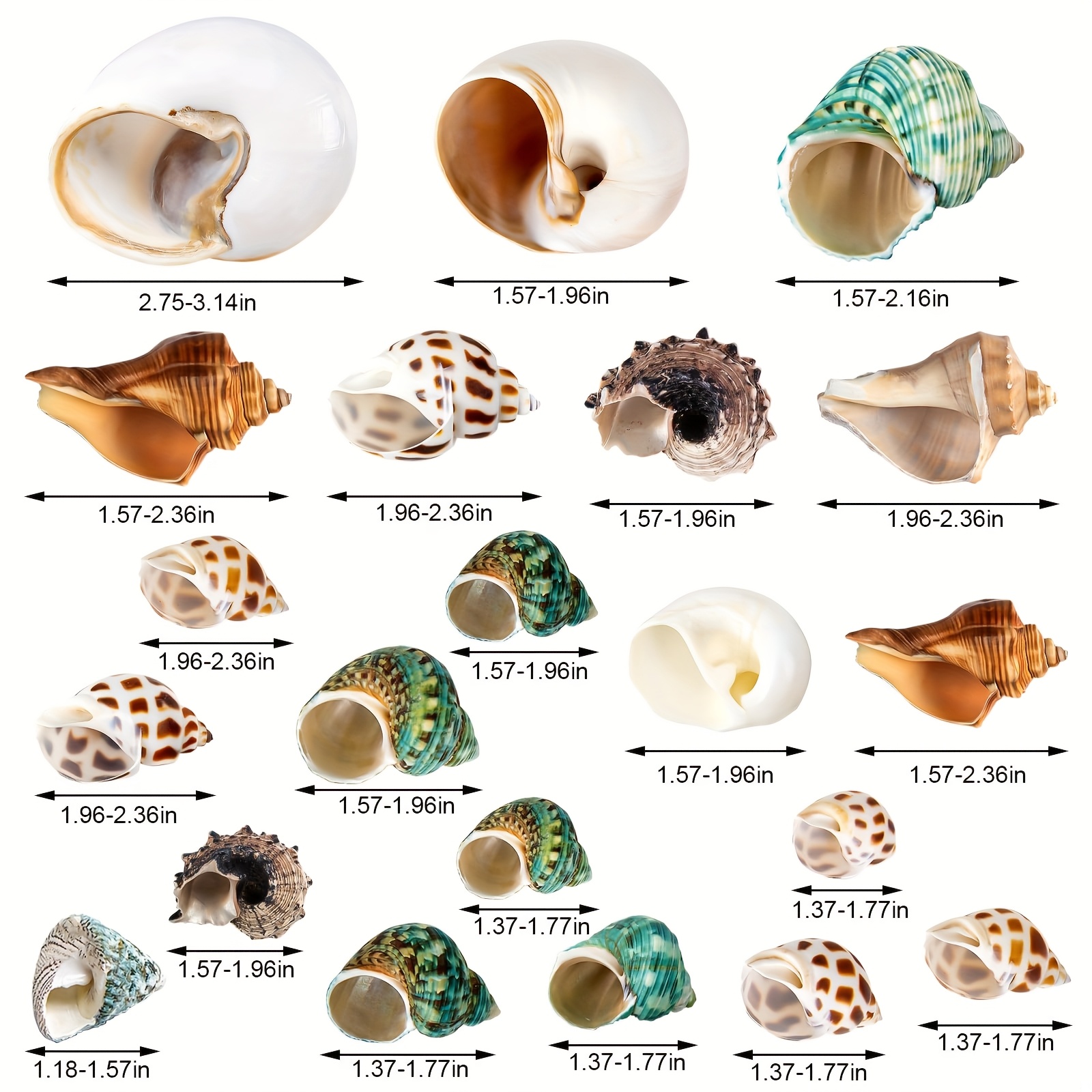 TEMU Un ensemble de 21 coquilles d'hermit-crabes, comprenant une de marines naturelles allant de 1,3 à 3,2 pouces de taille, pour et grands