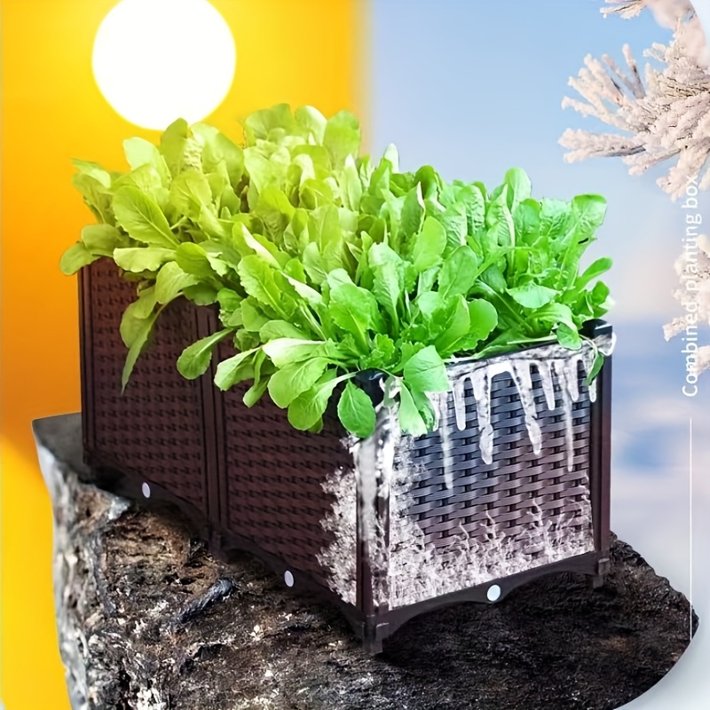 cotoneaster bonsai tree Cotoneaster Bonsai Tree