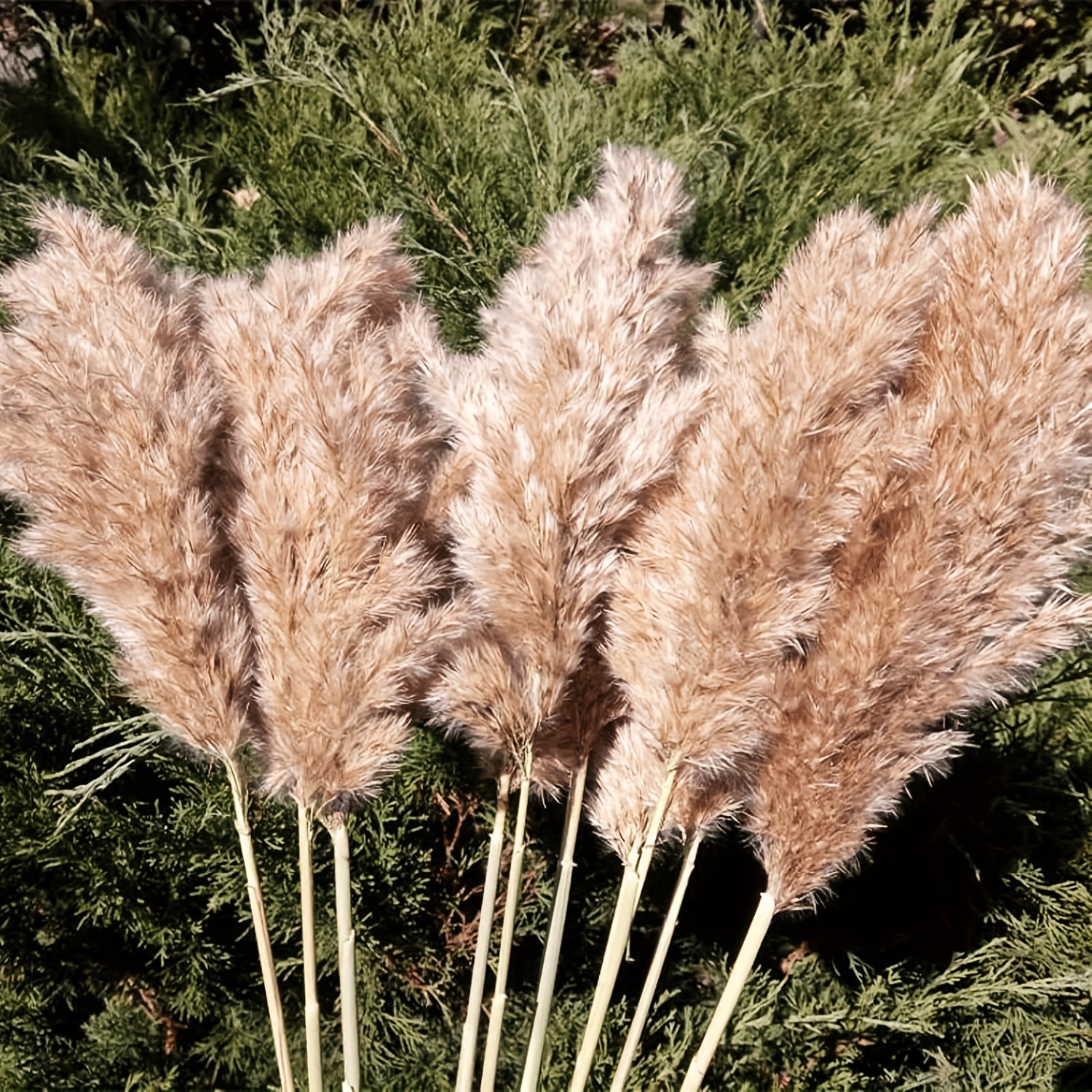 

20 Pcs 23 Inch Tall Fluffy Pampas Grass Xl Size Brown Dry Grass Decor Wedding Flower Boho Decor Natural Pompas Flower Bouquet (brown, 23 Inch)