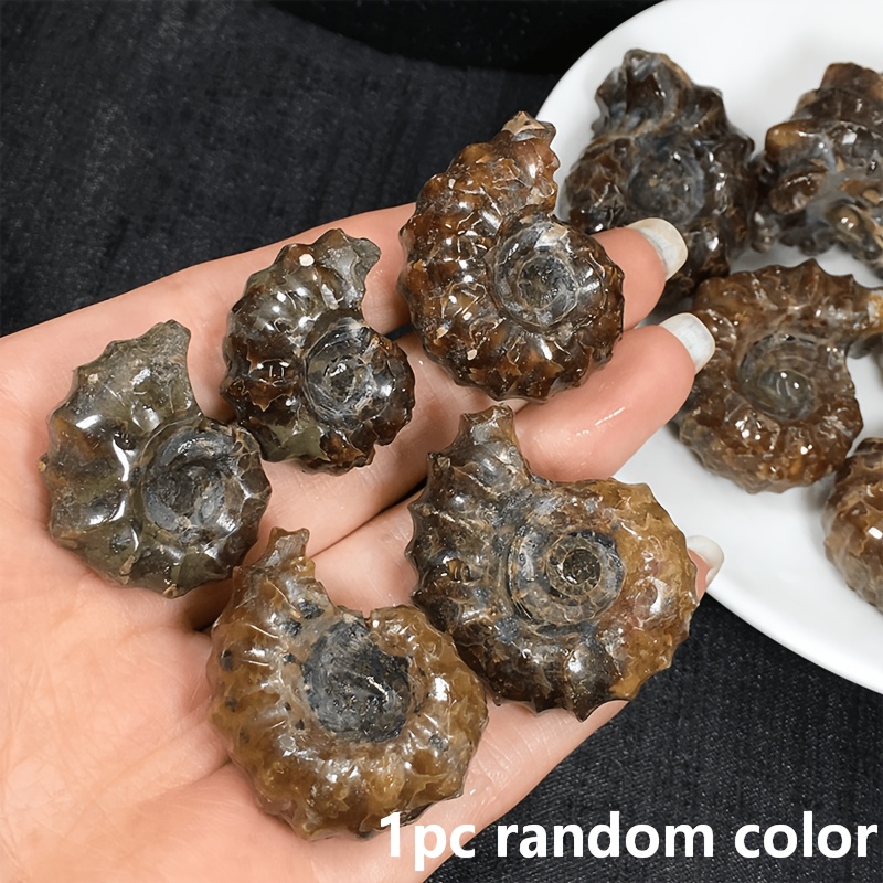 TEMU 1pc Random Complete Large High-quality Goat-foot-shaped Snail Shells, With Textures Featuring Brown Spiral Deep . Special Snail Shells. A Unique
