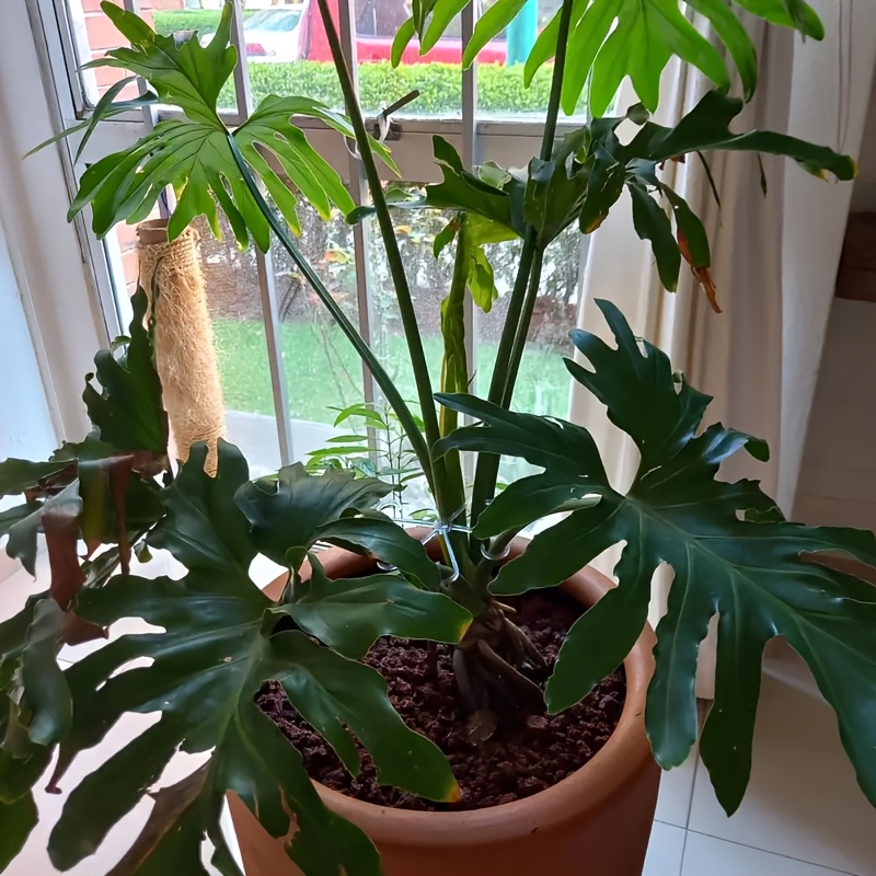 4pcs Plastic Support Clips, Durable Vine Stem Support Structure, Multifunctional Aesthetic Garden Trellis for Flower Stalks