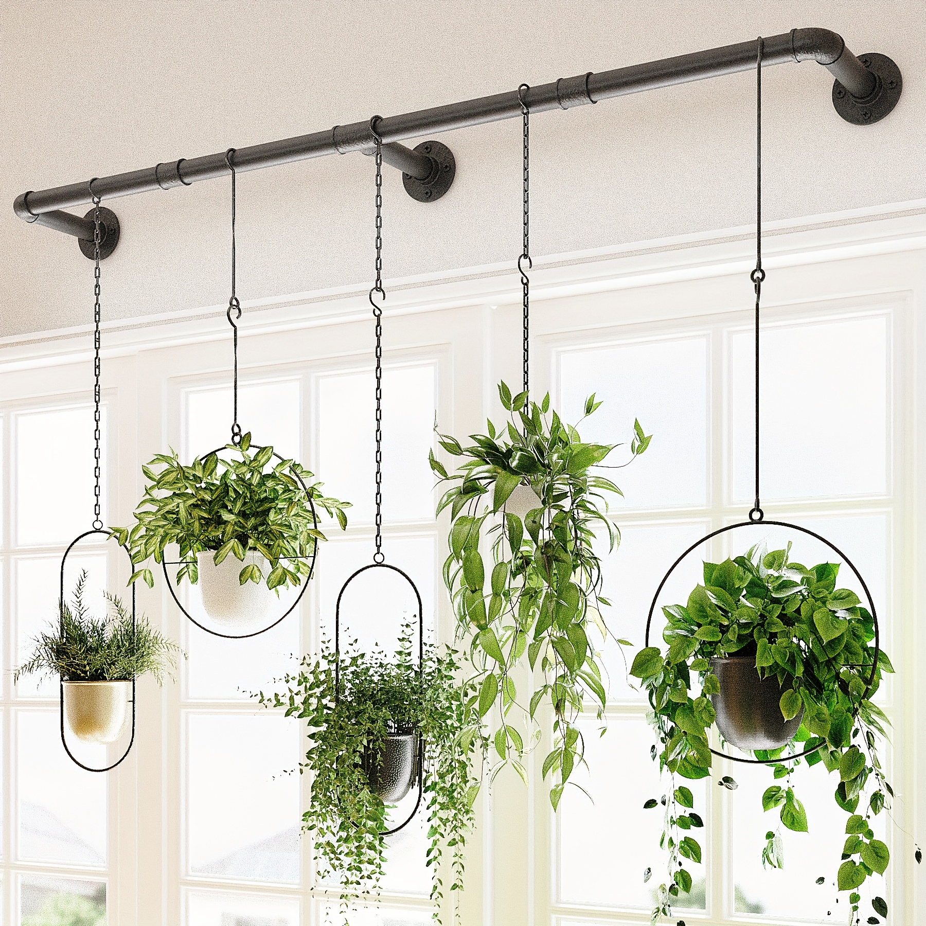 pothos sp plant Epipremnum aureum main image 1