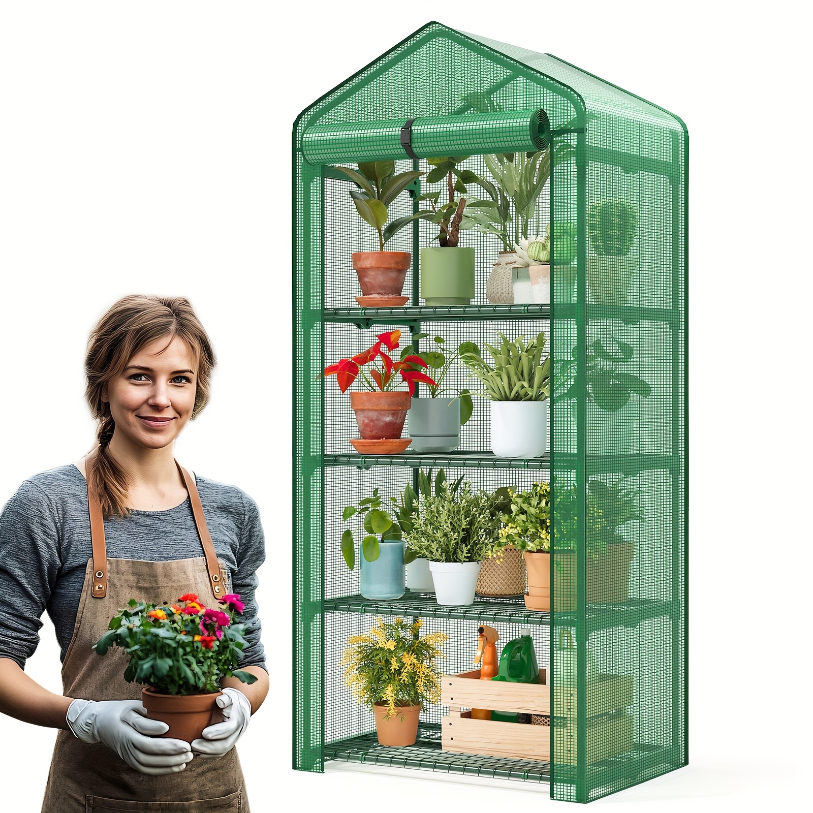 where can i buy a money tree plant Pachira Braid Money Tree