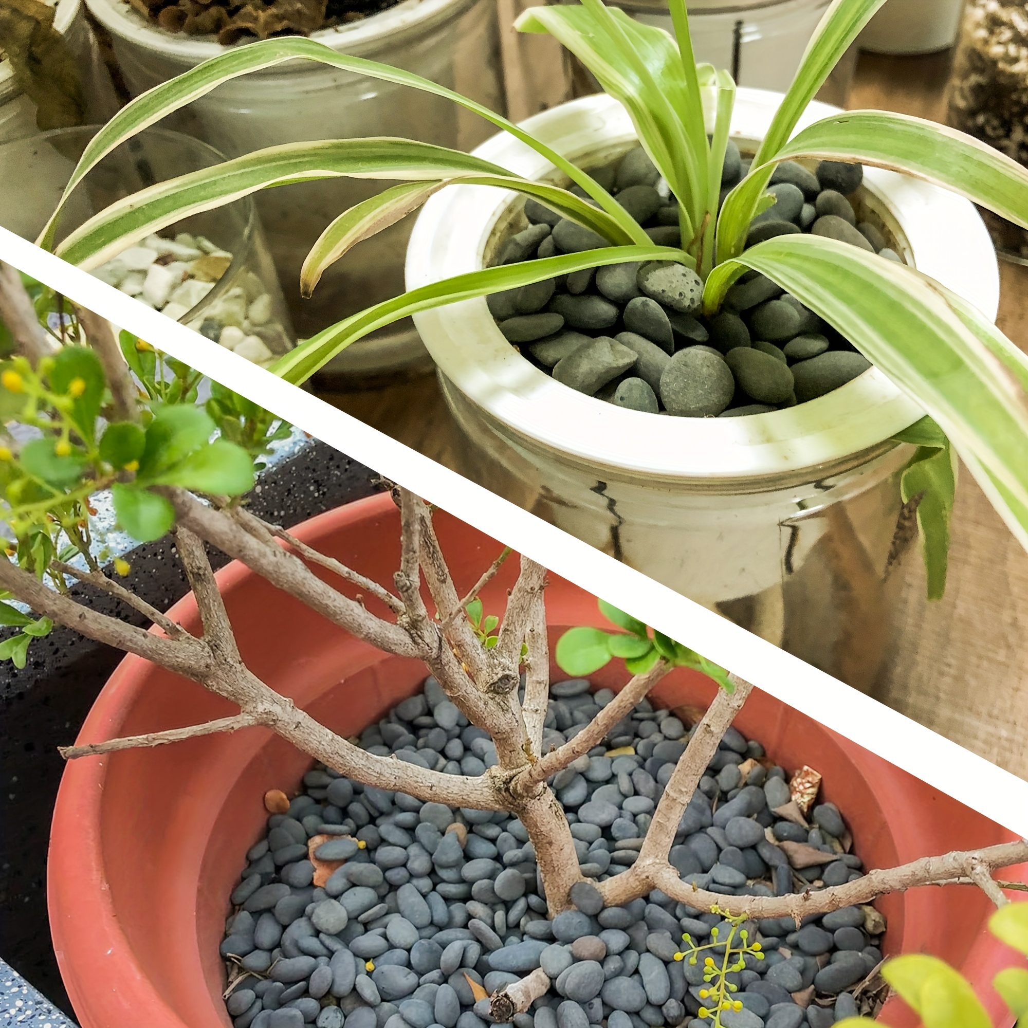 indoor house plant food Houseplant Fertilizer & Indoor Plant Food Self-D