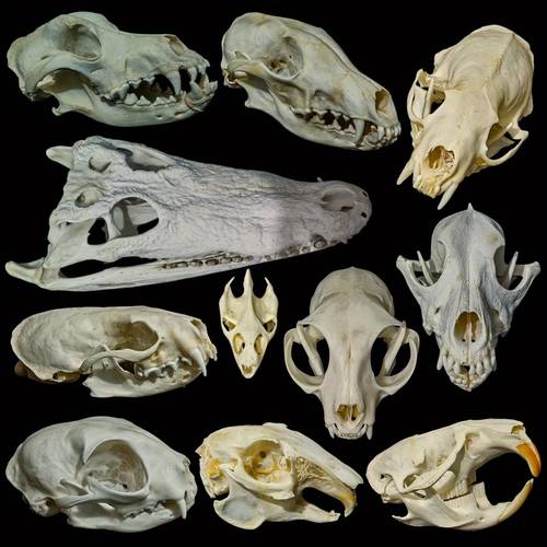 1pc Handcrafted Simulated Model Ornaments, Collectible Statues, Exquisite Decorative Artworks, Suitable As Unique Gifts for Occasions Such As, Home Decoration, Office Or Science Education Exhibitions