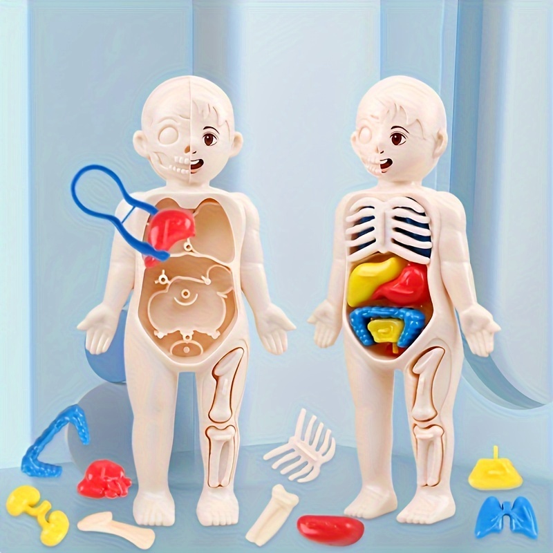 

Kids' Montessori 3d Human Anatomy Puzzle - Educational Learning Toy For Ages 3-6, Plastic Organ Model Assembly Kit