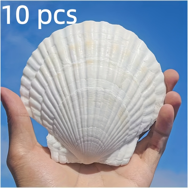 TEMU 10pcs Large White Scallop Shells Suitable For Handicrafts, Aquarium Decor, Beach Wedding Decoration - Seashells For Painting, Diy Crafts, Fish & Wedding Centerpieces, Use, 3-3.5 Inch Casings