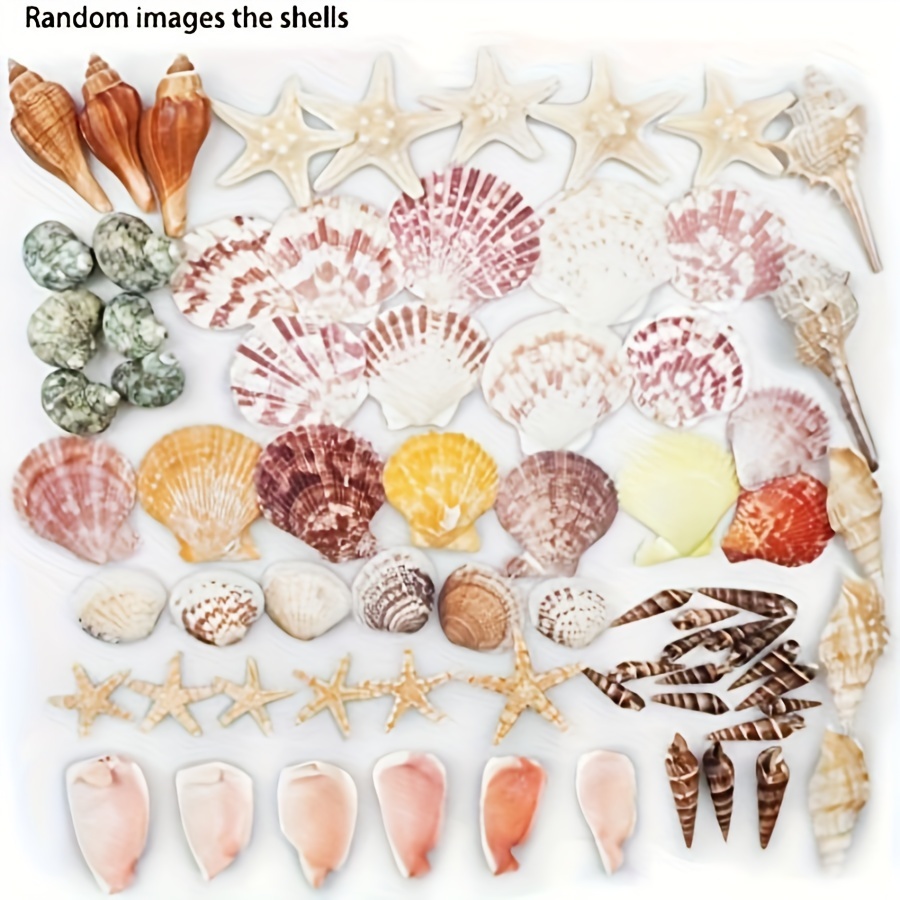 Marine themed Wooden Decorations Starfish Assorted Shells - Temu