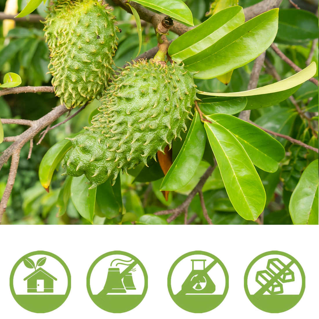 ULTHMOK Soursop Tea Bag, 60 Tea Bags, 3.17 Ounces, 100% Soursop Tea Bag, Caffeine Free, Afternoon Tea, Health Tea Bag, Easter