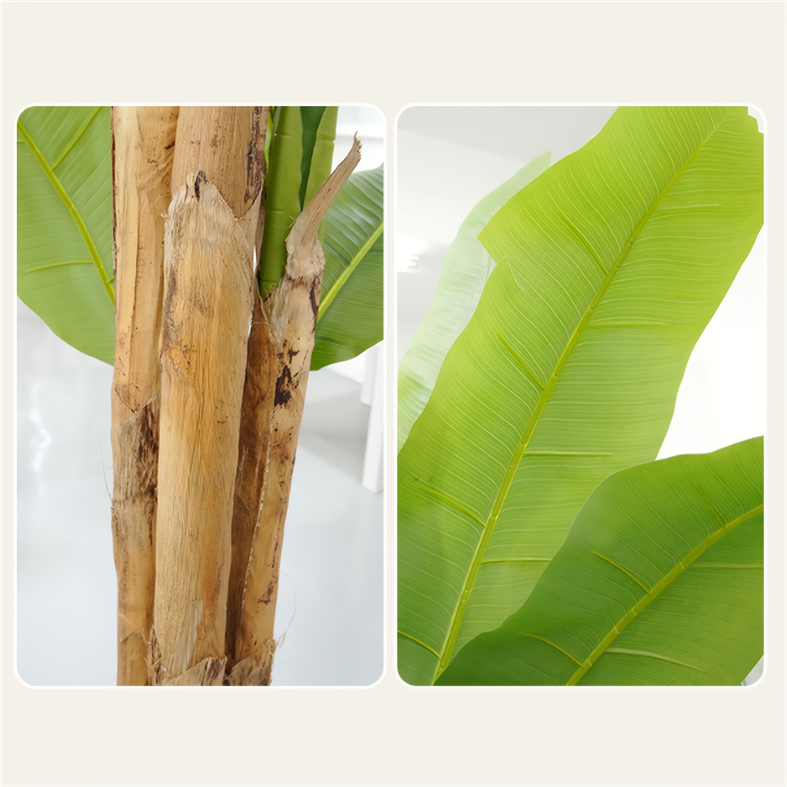 monstera white fusion 20