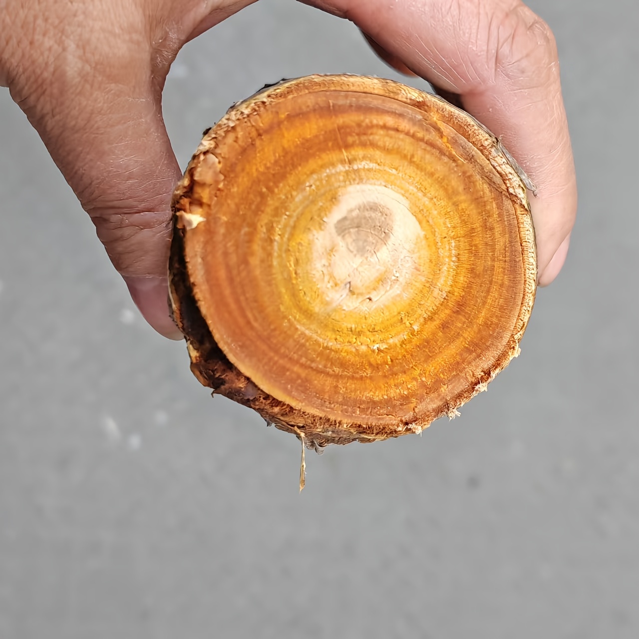 Een meter telescopische krachtige schaar met hoge kwaliteit koolstalen messen, ambidextrous, constructie van mangaanstaal, perfect voor het knippen van dikke takken tot 5 cm dik, traditionele stijl, hoge takzaag voor moeiteloos knippen