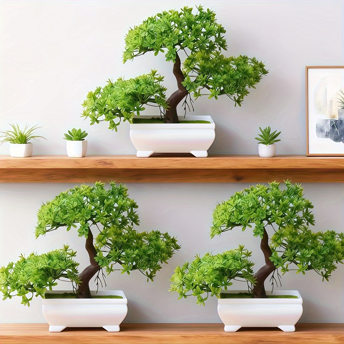 kumquat bonsai Citrus kumquat main image 0