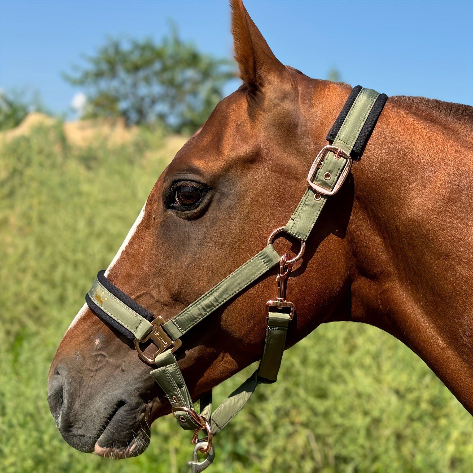 Heste Halter Hovedtøj med Blød Polstring, Blank Heste Halter. 3 Størrelser, L=Full=Warmblood M=Cob, P=Pony