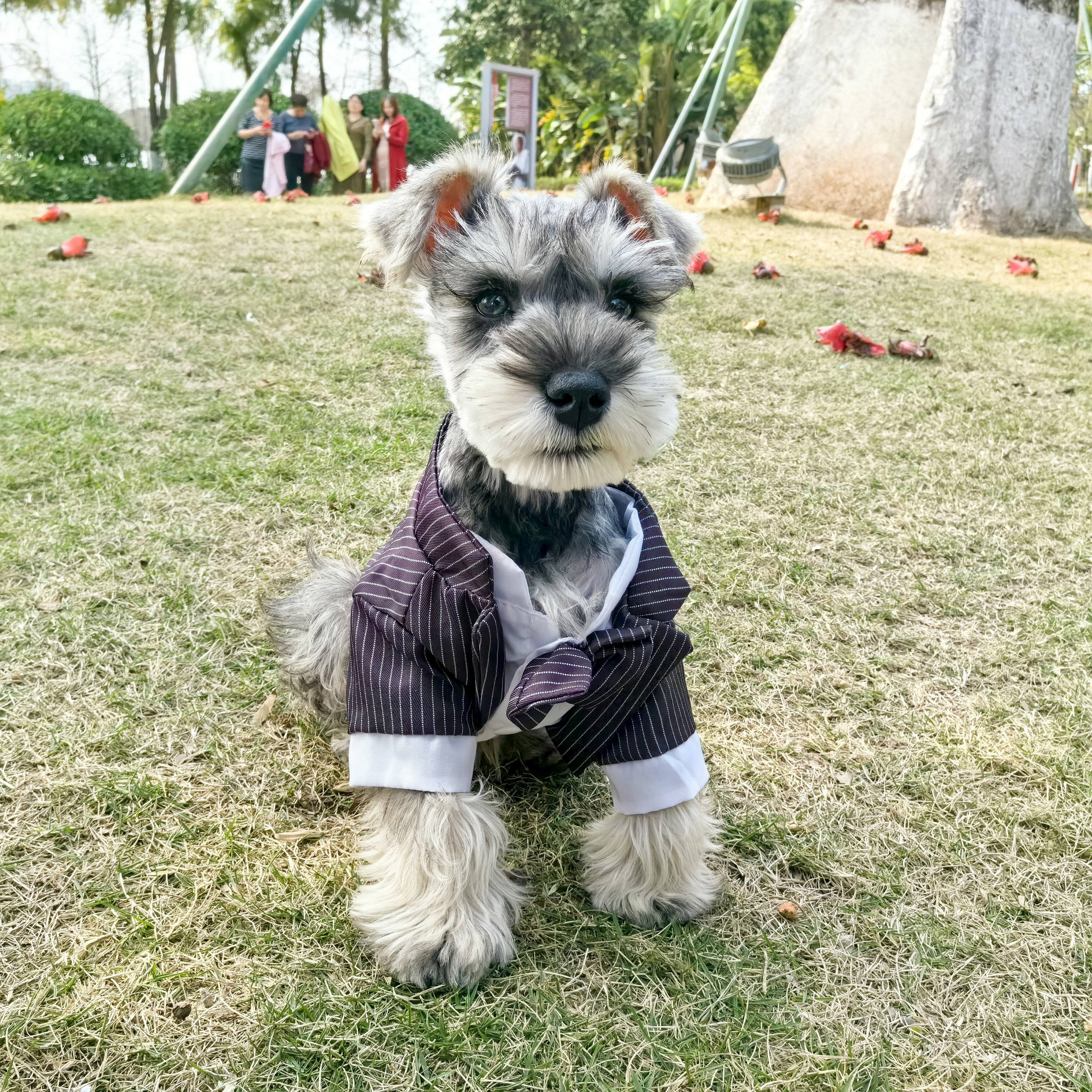 Schnauzer Dog Tuxedo Collar Dog Wedding Dress Small Dog Formal