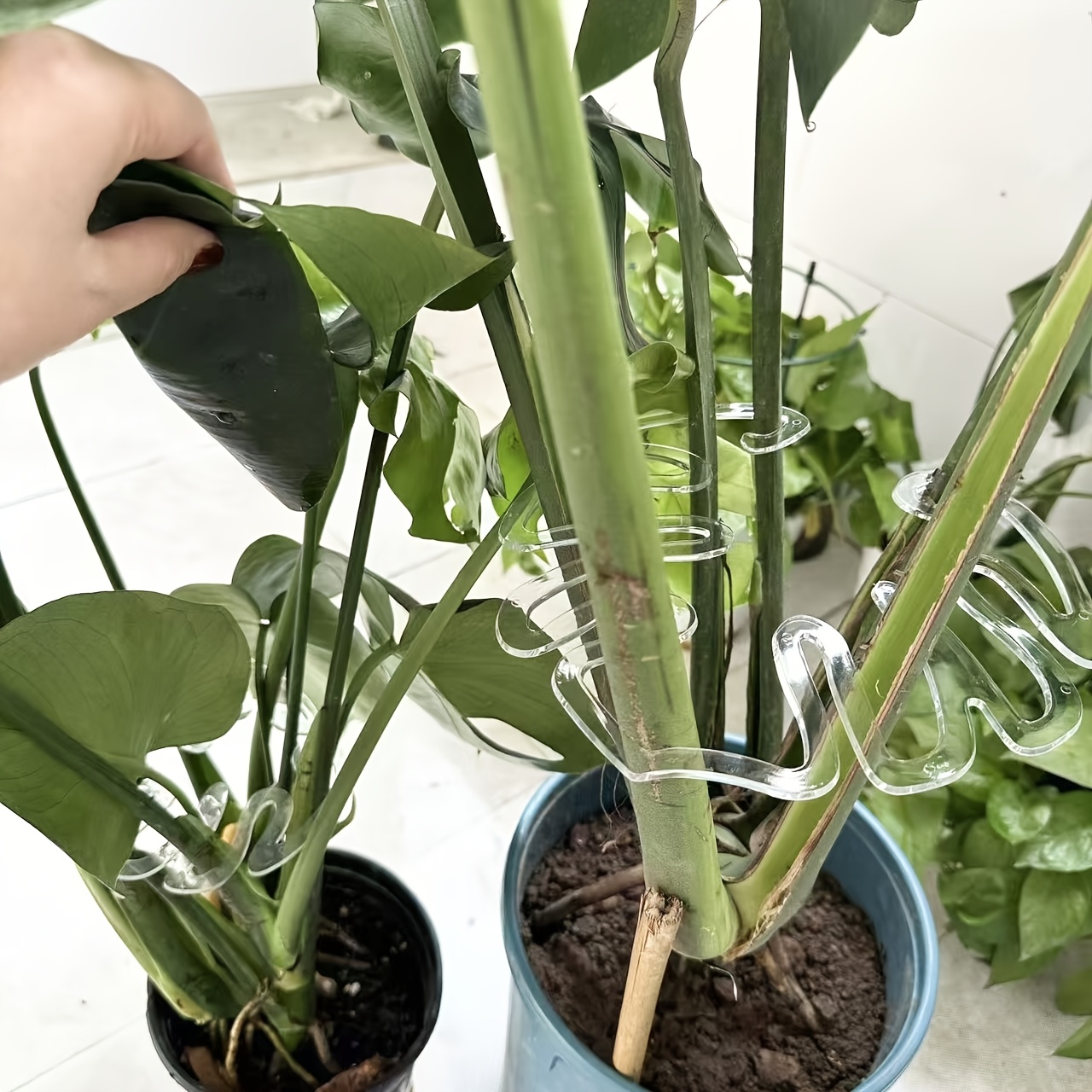 philodendron silver sword variegata Philodendron Silver Sword Variegated 3” – Rare Foliage Plant Co