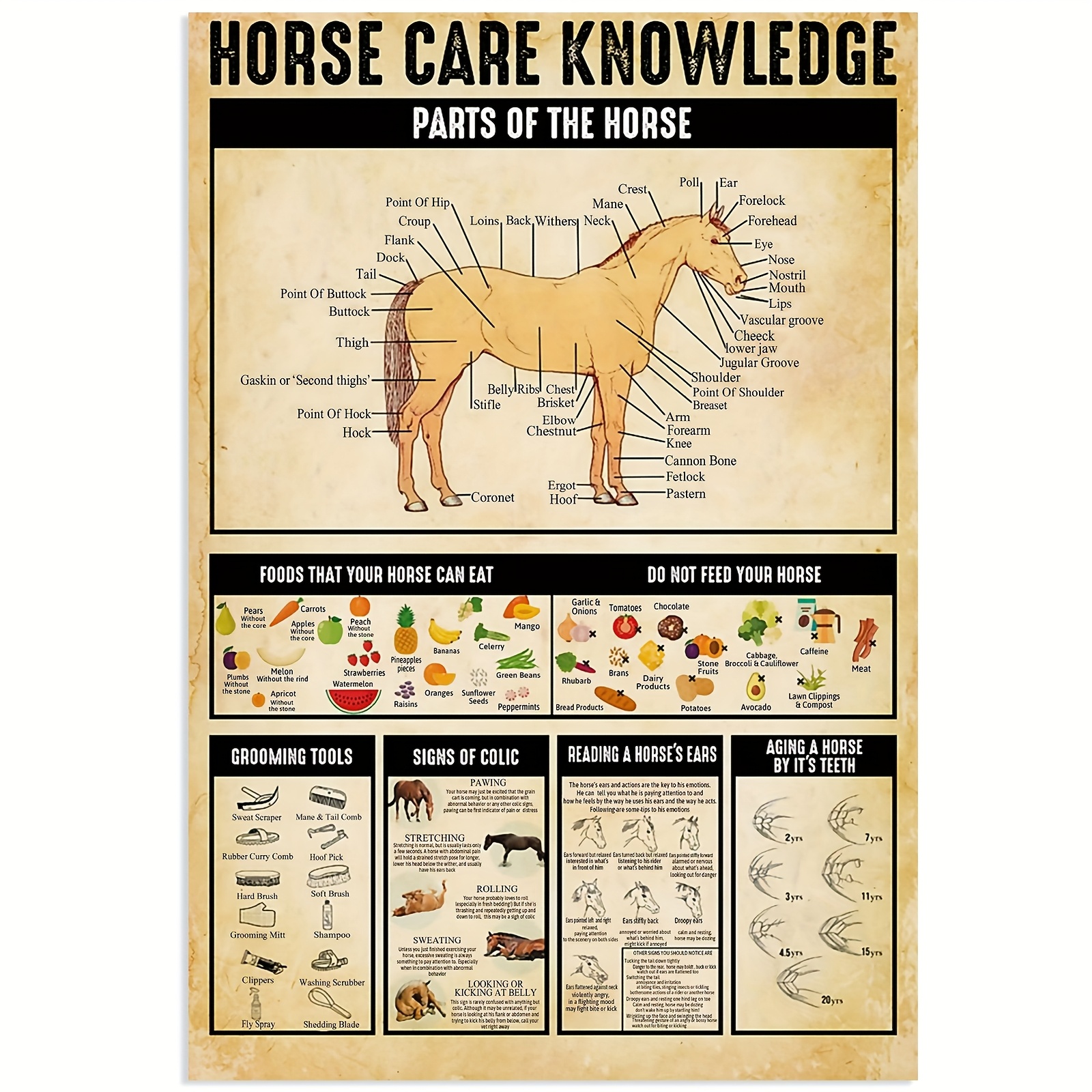 TEMU 2d Flat, Posters & Prints 1pc Frameless Knowledge Poster - Educational Anatomy Chart, Feeding Guide & Grooming Tips - Large 12x18 Inches