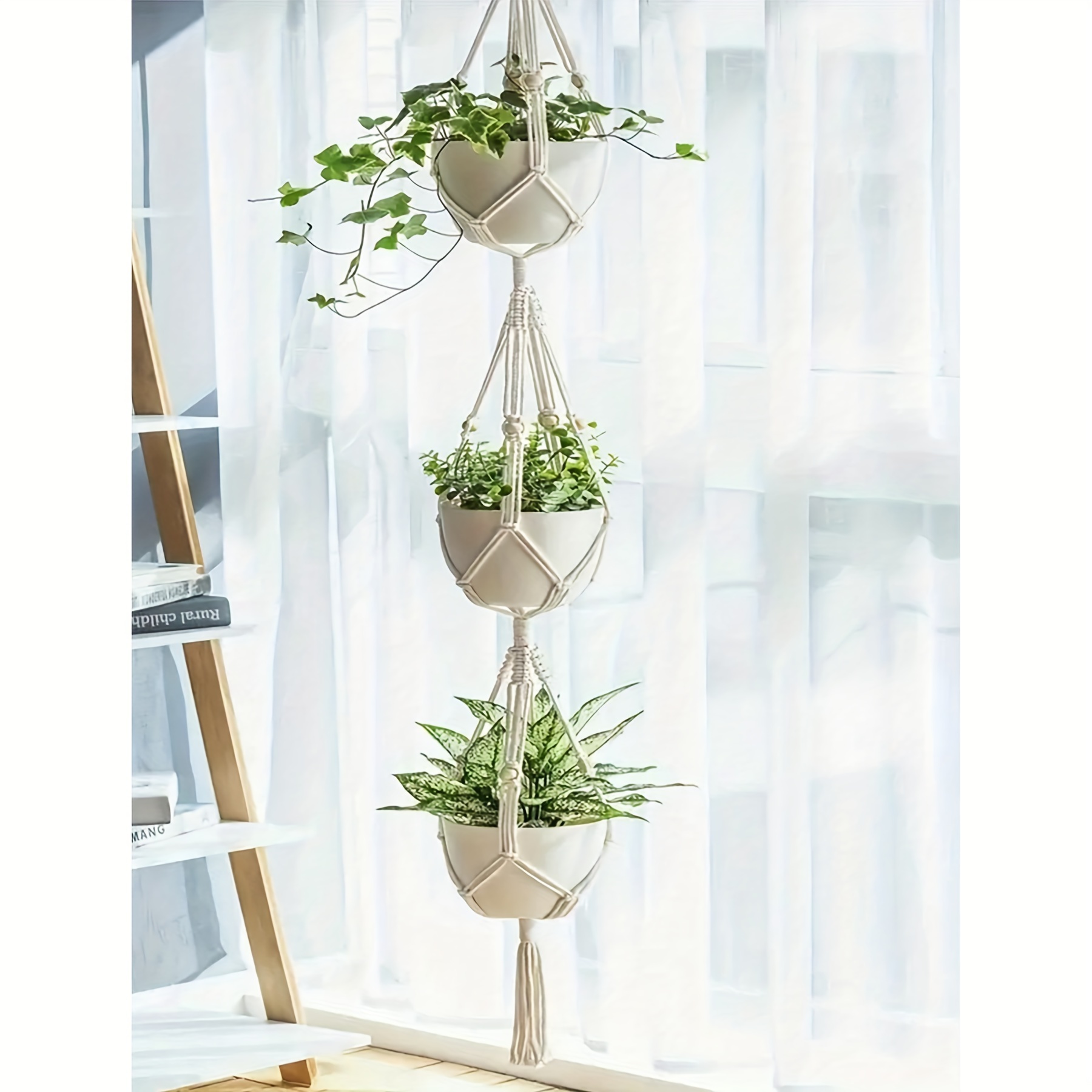 lavender plants in pots for sale Phenomenal™ Lavender Plant main image 1